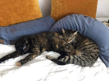 Load image into Gallery viewer, Mały Wałek Be Classic - Polarny Róż